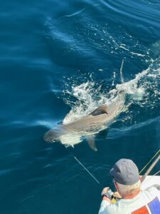 Ft Lauderdale fishing Shark