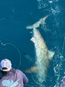 Fort Lauderdale Shark Fishing